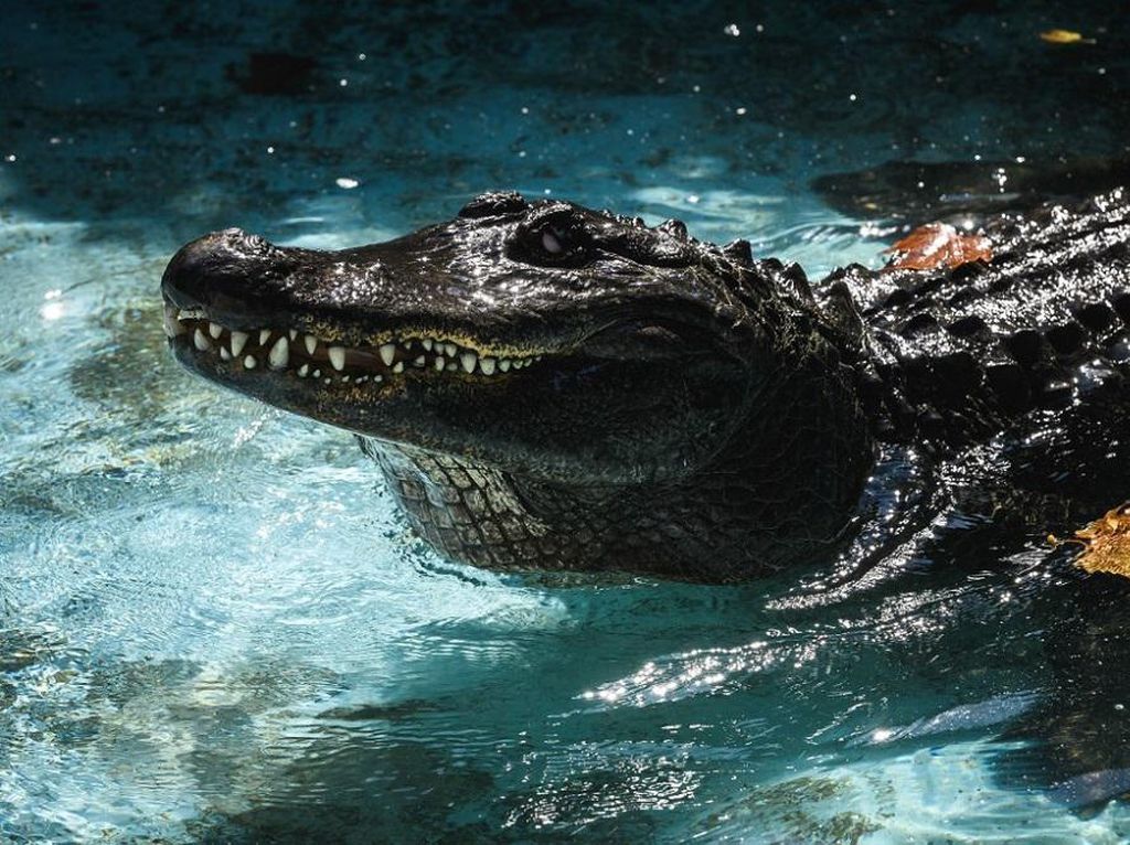 Muja Aligator Tertua di Dunia Rayakan Ultah! Muja Aligator Tertua di Dunia Rayakan Ultah!
