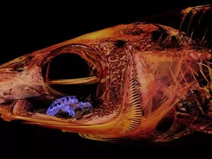 Ngeri! Parasit Ini Makan dan Gantikan Lidah Ikan