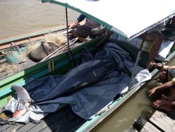 Seekor Pesut Ditemukan Mati di Sungai Mahakam