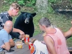 Ekstrem! Keluarga Ini Piknik dan Makan Bareng Beruang