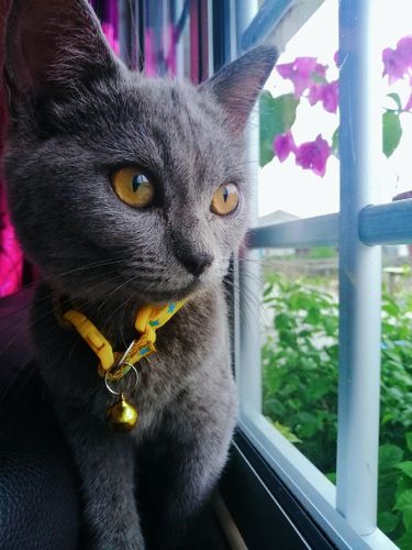 Seserahan unik Seserahan unik