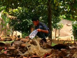 Kisah Seorang Siswa SD Rela Pungut Cengkeh Demi Kuota Internet