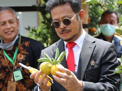 Mentan Dukung Pengembangan Inovasi Tanaman Jeruk Bebas Penyakit