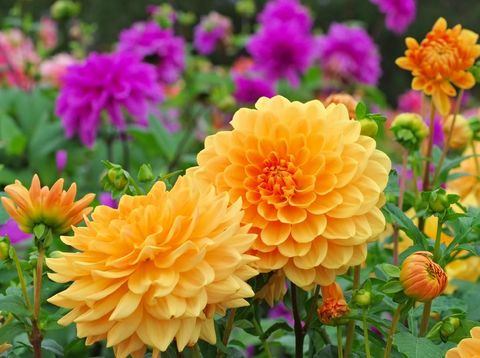 5 Tanaman Hias Dengan Bunga Besar Dan Cantik Dahlia Hingga Bunga Matahari