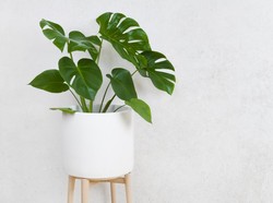 6 Fakta Ilmiah Monstera Si Janda Bolong, Bisa Mahal Tapi Beracun