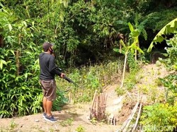 Diserang Monyet Liar, Warga Brebes Pasang Jebakan-Datangkan Penembak