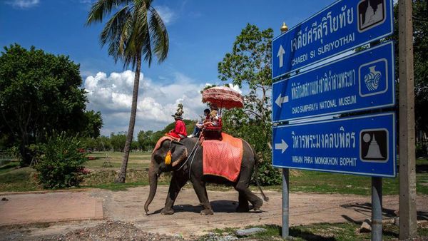 Asyik! di Thailand Udah Bisa Nunggang Gajah Lagi Lho