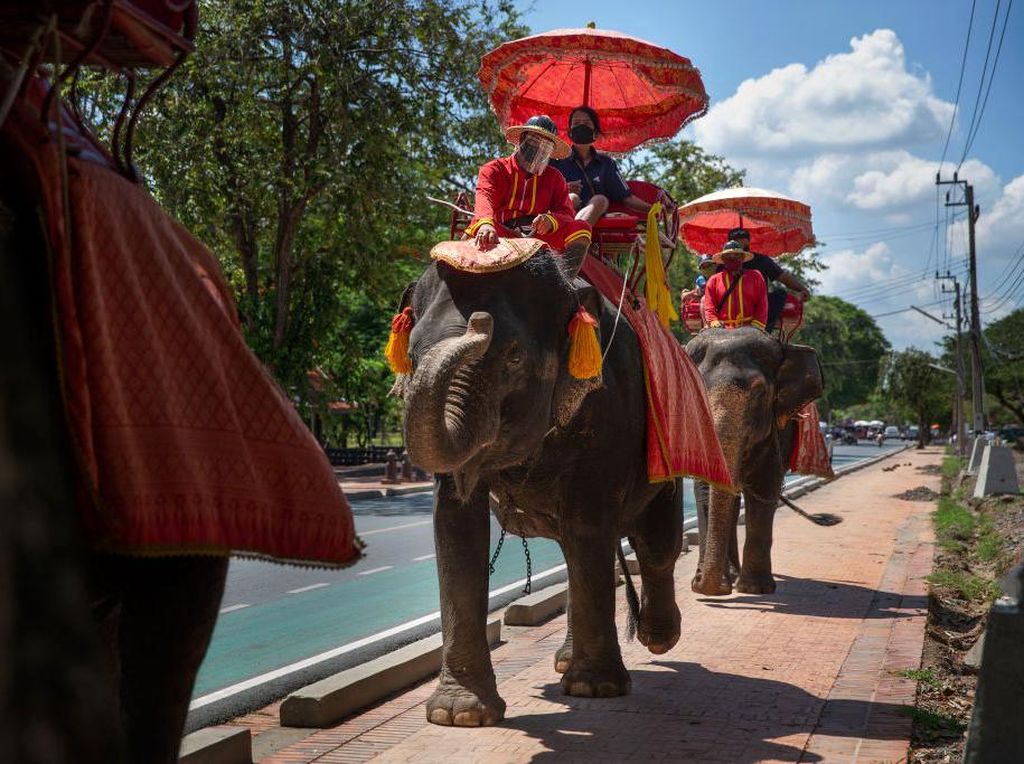 Gajah-gajah Chiang Mai yang Kangen Turis Gajah-gajah Chiang Mai yang Kangen Turis