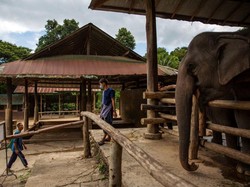 Gemasnya Gajah yang Minta Dinyanyiin Nina Bobo