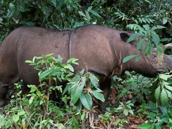 Ilmuwan Malaysia Berusaha Kembalikan Badak Sumatra dari Kepunahan