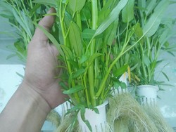 Curhat Mantan Manajer Jadi Petani, Dijauhi Teman hingga Ditertawakan Tetangga