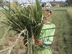 Kasihan, Petani di Subang Gagal Panen Gegara Diserang Hama