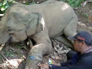 Kasihan! Anak Gajah Liar di Aceh Terperangkap Jerat 4 Bulan Lamanya