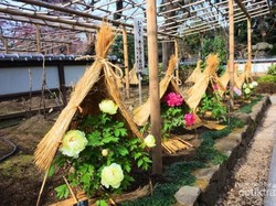 Di Jepang Bunga Saja Pakai Topi