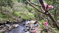 Foto: Serasa di Jepang, Padahal di Kebun Raya Cibodas