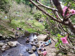 Foto: Serasa di Jepang, Padahal di Kebun Raya Cibodas