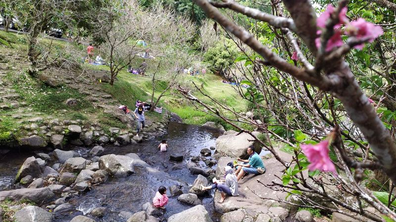 Bunga sakura mekar di Kebun Raya Cibodas