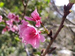 Seperti di Jepang, Bunga Sakura Bermekaran di Kebun Raya Cibodas