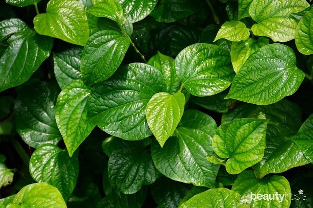 Daun sirih dapat obati kutu air.