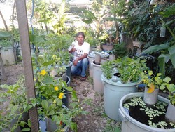 Budi Daya Ikan Dalam Ember, Cara Unik Urban Farming