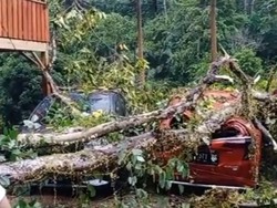 Hujan Deras-Angin Kencang di Mamuju, 3 Mobil Ringsek Tertimpa Pohon Tumbang