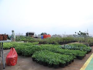 Mengintip Urban Farming Ala Ustadz Yusuf Mansur 