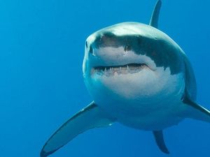 Lagi, Peselancar di Australia Tewas Diserang Hiu Lagi, Peselancar di Australia Tewas Diserang Hiu