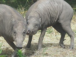 Babi Rusa dari Indonesia Tiba di Kebun Binatang London