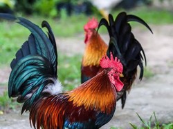 Aksi Pencurian Bocah di Depok Terbongkar Gegara Ayam Berkokok