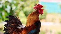 Dengar Ayam Berkokok Malam Hari? Baca Doa Ini