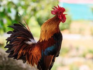 Bule Protes Kokok Ayam, Koster Minta Warga Bali Pelihara Lebih Banyak Lagi Bule Protes Kokok Ayam, Koster Minta Warga Bali Pelihara Lebih Banyak Lagi