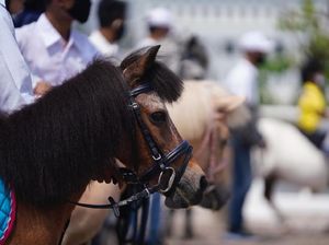 Equinara Pulomas Open 2020, Langkah Awal Memajukan Petensi Kuda Poni Equinara Pulomas Open 2020, Langkah Awal Memajukan Petensi Kuda Poni