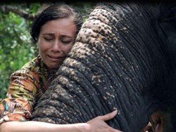Cerita Perempuan India yang Berusaha Selamatkan Gajah Kuil yang Disiksa