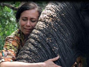 Cerita Perempuan India yang Berusaha Selamatkan Gajah Kuil yang Disiksa Cerita Perempuan India yang Berusaha Selamatkan Gajah Kuil yang Disiksa