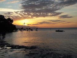 Melihat Mangrove Menari di Pantai Walakiri Sumba