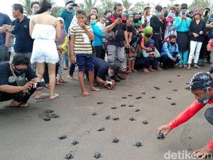 HUT RI ke-75, 100 Tukik Dilepasliarkan di Pangandaran