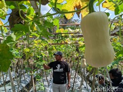 Ketimbang Jadi Pekerja Kantoran, Pemuda Ini Pilih Jadi Petani Pumpkin Butternut