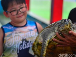 Serunya Bercengkerama dengan Penyu di Pantai Batu Hiu Pangandaran