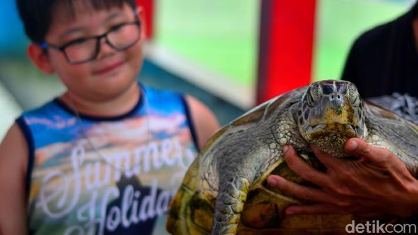Tahu Nggak, Ada Penangkaran Penyu Lho di Pantai Batu Hiu Pangandaran