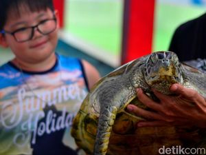 Tahu Nggak, Ada Penangkaran Penyu Lho di Pantai Batu Hiu Pangandaran Tahu Nggak, Ada Penangkaran Penyu Lho di Pantai Batu Hiu Pangandaran
