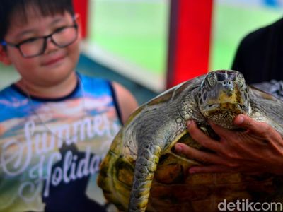 Tahu Nggak, Ada Penangkaran Penyu Lho di Pantai Batu Hiu Pangandaran