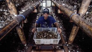 Melihat Budidaya Jamur Merang di Bogor