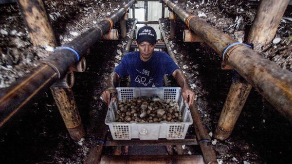 Melihat Budidaya Jamur Merang di Bogor
