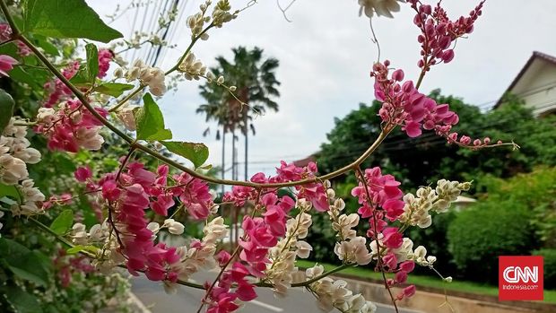 Hasil foto Realme C3 Hasil foto Realme C3