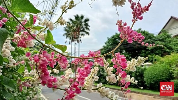 Hasil foto Realme C3 Hasil foto Realme C3