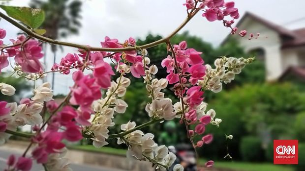 Hasil foto Realme C3 Hasil foto Realme C3
