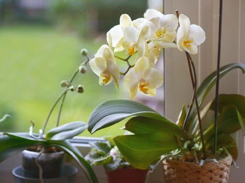 Yellow orchid in cozy living room.