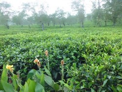 Menikmati Udara Sejuk yang Menenangkan di Kebun Teh Wonosari