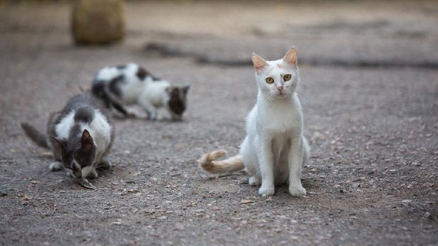 White stray cat on the streets of the city