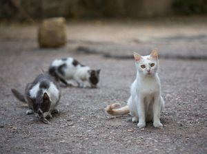 Terungkap Alasan Warga Jepang Mendadak Dilarang Dekat-dekat Kucing Jalanan